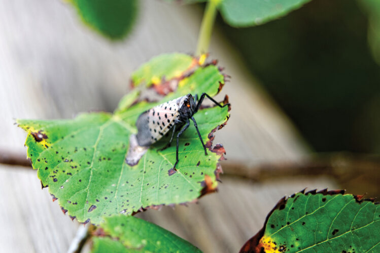 Homeland Insect Invaders - Grit